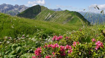 Alpenrosen am Schlappoltkopf