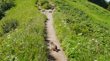 Murmeltier am Schlappoltkopf