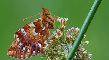 das große naturforscher-abenteuer: insekten_img_78858936