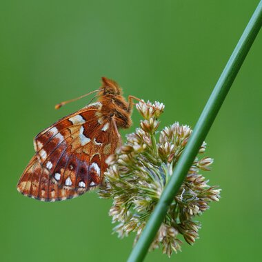 das große naturforscher-abenteuer: insekten_img_78858936