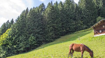 Haspelwald oberhalb von Mittelberg