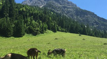 Gemsteltal im Sommer