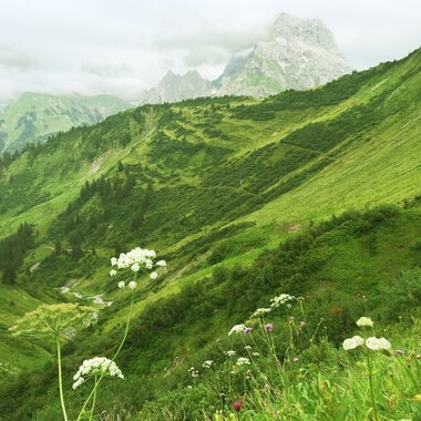 Blick zum Großen Widderstein