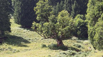 Bergahorn Außerwald