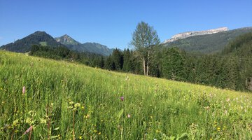Blick auf den Ifen