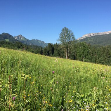 Blick auf den Ifen