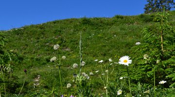 Blumen Landschaft am Ifen