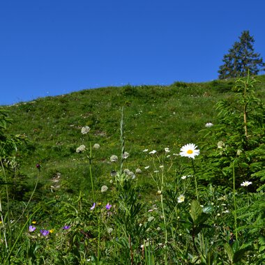 Blumen Landschaft am Ifen