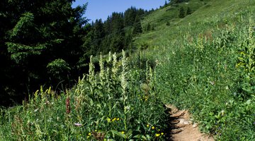 Wanderweg zur Ifenhütte