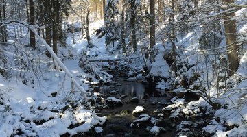 Winterwandern: zur Naturbrücke am Schwarzwasserbach