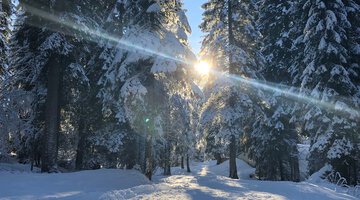 Winterwandern im Wäldele