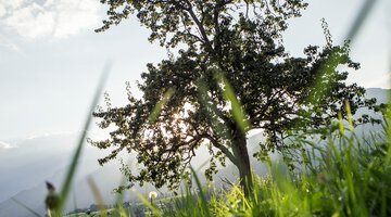 Zwerwald - Letze - Riezlern