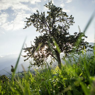 Zwerwald - Letze - Riezlern