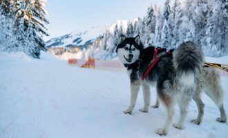 A friendly dog is standing on a snowy path. In the background, snow-covered trees and mountains can be seen. | © Kleinwalsertal Tourismus | Oliver Farys