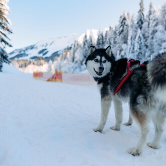 © Kleinwalsertal Tourismus | Oliver Farys A friendly dog is standing on a snowy path. In the background, snow-covered trees and mountains can be seen. | © Kleinwalsertal Tourismus | Oliver Farys