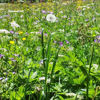© Susanne Tiefenbacher A blooming meadow with colorful wildflowers and grass. In the foreground, dandelions and other plants can be seen. | © Susanne Tiefenbacher