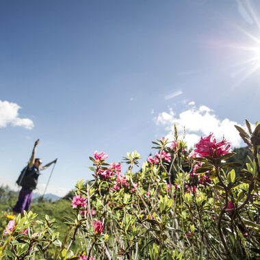 A hiker stands amidst colorful flowers under bright sunlight. The sky is blue with a few clouds. | © Kleinwalsertal Tourismus | Dominik Berchtold