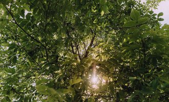 © Das Naturhotel Chesa Valisa****s A view from below through the green leaves of a tree. The sun shines through the foliage and creates a peaceful atmosphere. | © Das Naturhotel Chesa Valisa****s