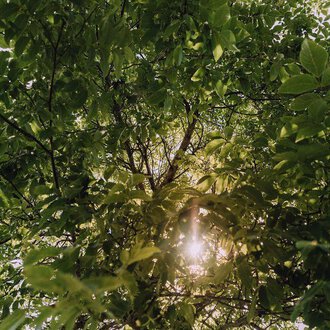 © Das Naturhotel Chesa Valisa****s A view from below through the green leaves of a tree. The sun shines through the foliage and creates a peaceful atmosphere. | © Das Naturhotel Chesa Valisa****s