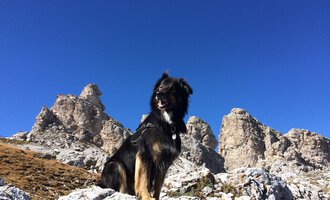 Ein Hund steht stolz auf einem Felsen in einer bergigen Landschaft. Der Himmel ist klar und blau, umgeben von beeindruckenden Felsformationen. | © S&H Hundewelt Wandertouren GmbH