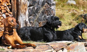 © S&H Hundewelt Wandertouren GmbH