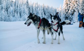 Zwei Huskys stehen im Schnee, bereit für ein Schlittenabenteuer. Die Umgebung ist winterlich mit schneebedeckten Bäumen im Hintergrund. | © Kleinwalsertal Tourismus | Oliver Farys