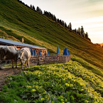 A rustic alpine hut with wooden cladding and a sloped roof. In the foreground, there are tables with blue umbrellas in a green meadow landscape. | © Kleinwalsertal Tourismus