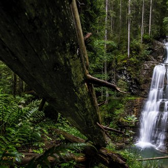© Kleinwalsertal Tourismus | Dominik Berchtold Ein schöner Wasserfall, der durch einen dichten Wald fließt. Umgeben von grünen Pflanzen und hohen Bäumen. | © Kleinwalsertal Tourismus | Dominik Berchtold