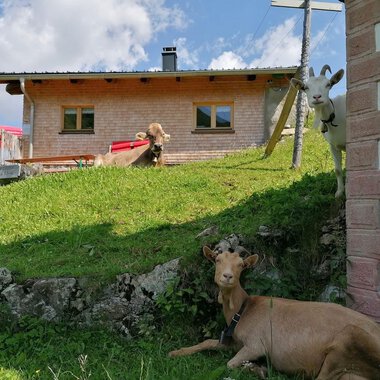 © Zwerenalphütte | Patricia Rinner