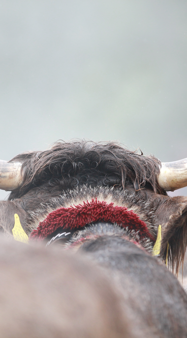 © Kleinwalsertal Tourismus eGen • Photographer: Frank Drechsel