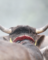 © Kleinwalsertal Tourismus eGen • Fotograf: Frank Drechsel