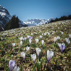 © Kleinwalsertal Tourismus eGen • Fotograf: Robert Niederwolfsgruber