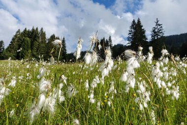 © Kleinwalsertal Tourismus eGen © Kleinwalsertal Tourismus eGen