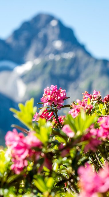 © Kleinwalsertal Tourismus eGen • Fotograf: Dominik Berchtold