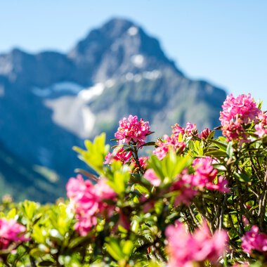© Kleinwalsertal Tourismus eGen • Fotograf: Dominik Berchtold