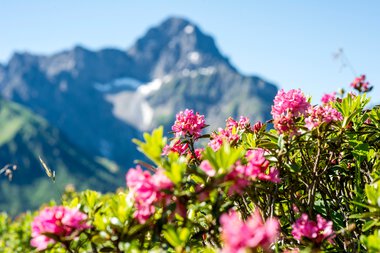 © Kleinwalsertal Tourismus eGen • Fotograf: Dominik Berchtold © Kleinwalsertal Tourismus eGen • Fotograf: Dominik Berchtold