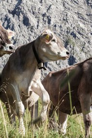 © Kleinwalsertal Tourismus eGen • Fotograf: Frank Drechsel