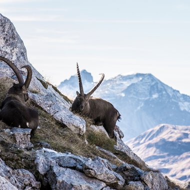 © Kleinwalsertal Tourismus eGen • Fotograf: Frank Drechsel