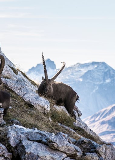 © Kleinwalsertal Tourismus eGen • Fotograf: Frank Drechsel