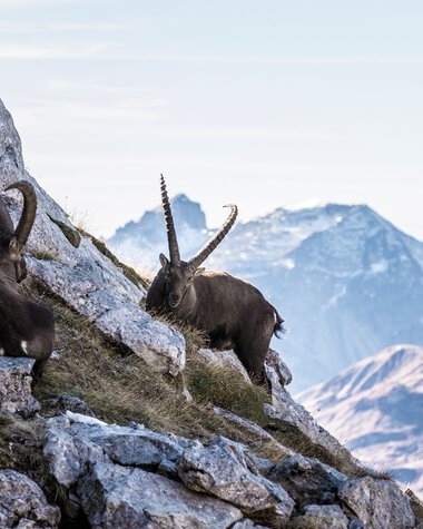 © Kleinwalsertal Tourismus eGen • Fotograf: Frank Drechsel