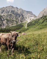 © Kleinwalsertal Tourismus eGen • Photographer: Frank Drechsel